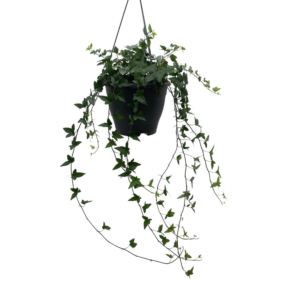 Hedera Helix Green - Plante d'intérieur élégante avec feuillage luxuriant