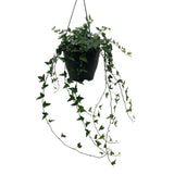 Hedera Helix Green - Plante d'intérieur élégante avec feuillage luxuriant