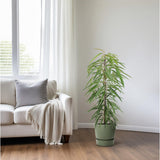 Ficus binnendijkii alii - Ø21cm - ↕80cm