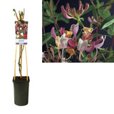 Lonicera pour. «Serotina» en pot de verre, élégante et raffinée