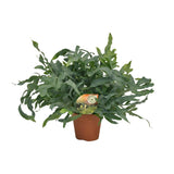 Plante artificielle Phlebodium vert Ø17 cm 60 cm