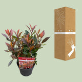 Photinia Fras. 'Chico'® - Ø13cm - ↕20cm