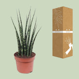 Sansevieria Fougère Mikado - Ø12cm - ↕40cm