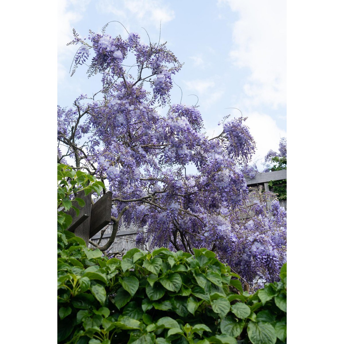 Wisteria sinensis glycine à fleurs bleues