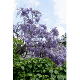 Wisteria sinensis glycine à fleurs bleues
