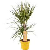 Dracaena Sunray - Ø17cm - ↕70cm