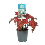 Caladium Rood - Plante tropicale avec feuilles colorées
