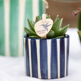 Ensemble de plantes méditerranéennes avec pots décoratifs