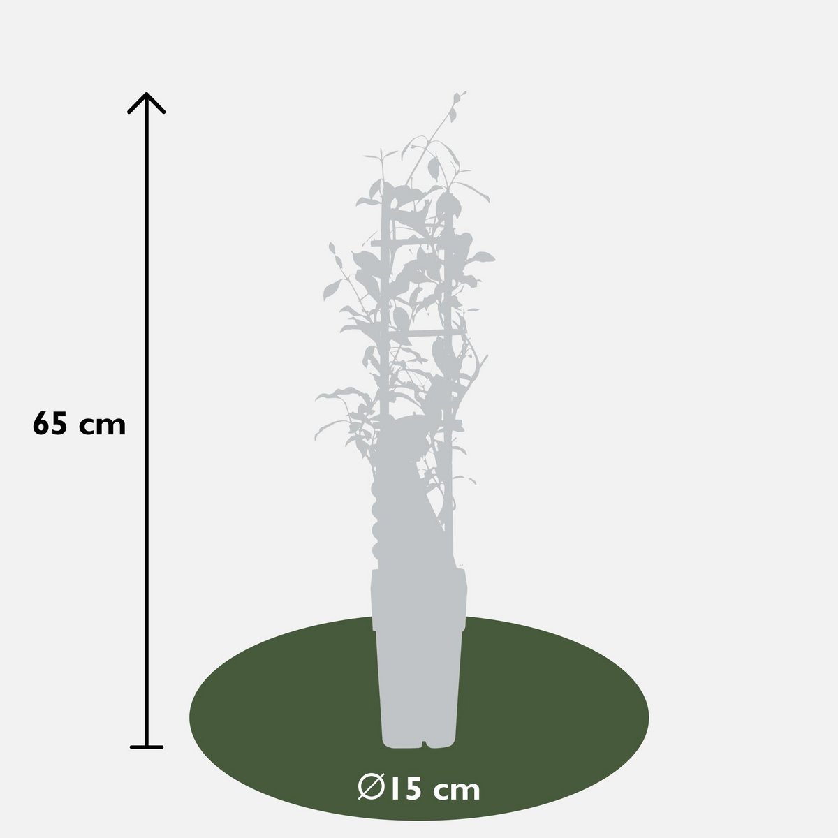 3x - Mélange trachelospermum - ↨65cm - Ø15