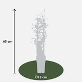 3x - Mélange trachelospermum - ↨65cm - Ø15