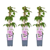 3x - Clematis Hagley Hybrid - ↨65cm - Ø15