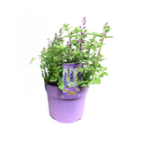 Nepeta Purrsian Blue - Plante élégante avec feuillage délicat, Ø15cm