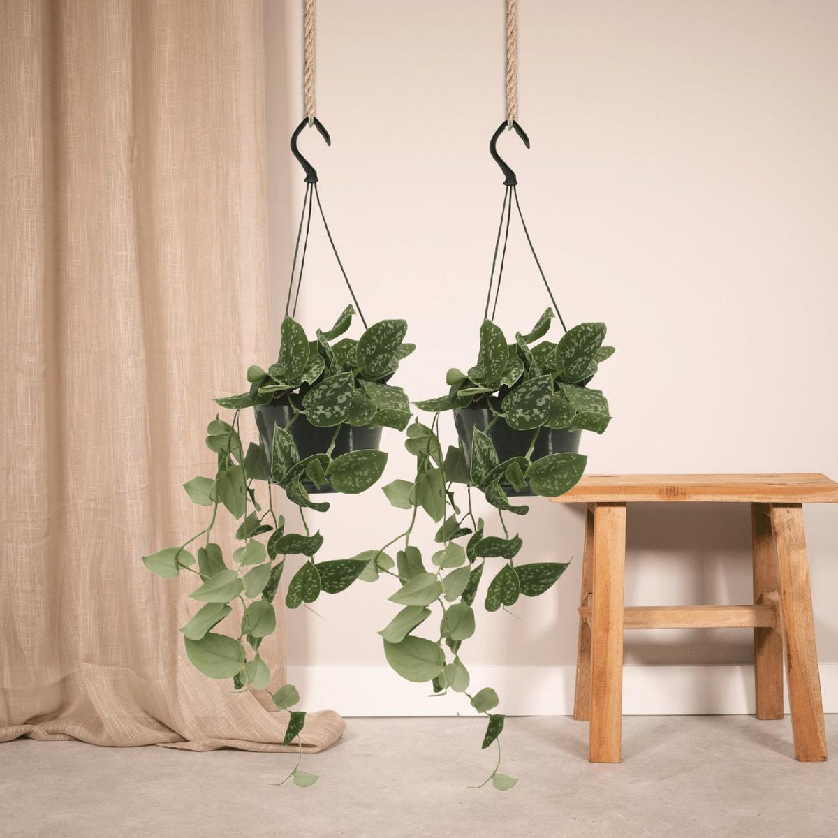 Scindapsus Pictus - 2 pièces - ø15cm - ↕20cm