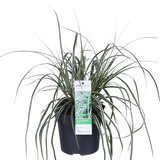 Carex Oshimensis 'Everest' - Ø14cm - ↕30cm