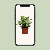Flèche de syngonium - Ø12cm - ↕25cm