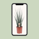 Mikado Sansevieria Bois de Fougère - Ø19cm - ↕80cm