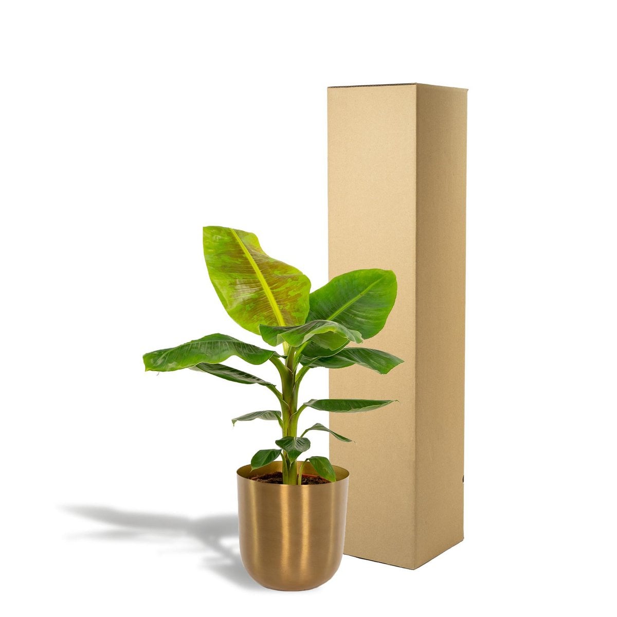 Musa Nain Cavendish dans son pot - Plante purificatrice