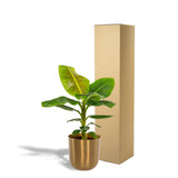 Musa Nain Cavendish dans son pot - Plante purificatrice