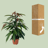 Ficus binnendijkii 'Amstel King' P17 - Ø17cm - ↕75cm