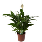 Spathiphyllum 'Sweet Chico' - Ø17cm - ↕60cm