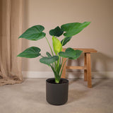 Alocasia Cucullata - Oreille d'éléphant - Ø19cm -↕ 55cm