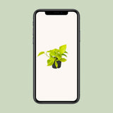 Plante Epipremnum Golden Pothos Ø12 cm 15 cm de haut