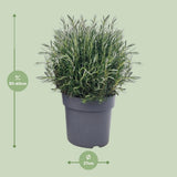 Rosmarinus officinalis Struik - Ø27cm - ↕55cm