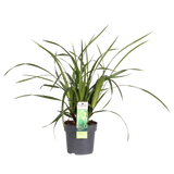 Carex Morrowii Irish en pot 19 cm vert