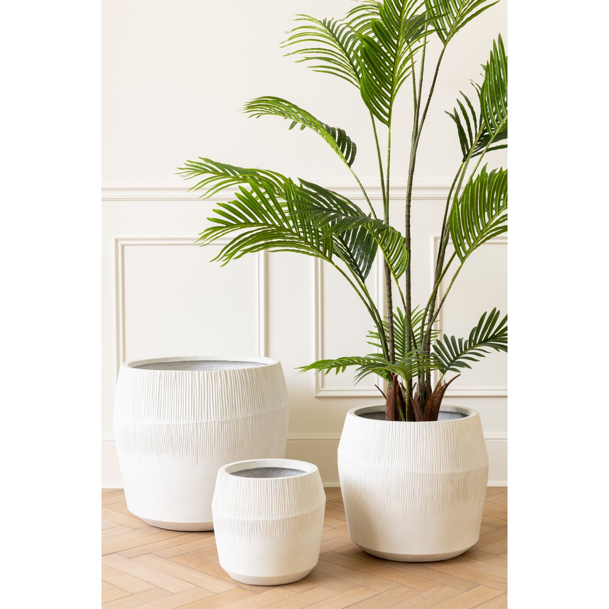 Palmier Perle Vert en pot, vue d'ensemble