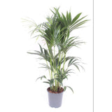 Howea Forsteriana - Palmier Kentia avec feuilles vert foncé et tige élancée