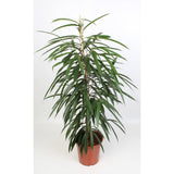 Le fichier de 21 cm 21 cm - Ø21cm - ↕100cm