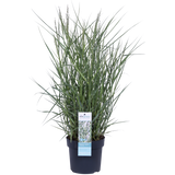 Panicum virgatum 'Prairie Sky' - Ø19cm - ↕50cm