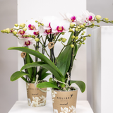 Orchidée Phalaenopsis blanche en pot 9 cm