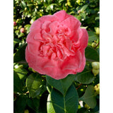 Camellia ret. 'Mary Williams' - Ø24cm - ↕70cm