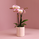 Orchidée Phalaenopsis rose avec pot rayé rose