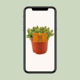 Hylocereus undatus - Ø11cm - ↕15cm