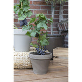 3x - Vitis Pixie 'Pinot Noir' - ↨30cm - Ø14