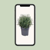Rosmarinus officinalis Struik - Ø27cm - ↕55cm