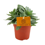Plante succulente Senecio Cephalophorus Ø10,5 cm