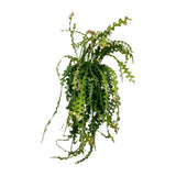 Ephiphyllum anguliger Ø21 cm