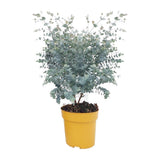 Eucalyptus Gunnii Azura Struik - Ø20cm - ↕50cm