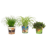 Animal Mix (Pet Candy) - 3 pièces - Ø12cm - ↕30cm