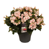 Betulia Light 19cm Decorum extérieur - Ø19cm - ↕35cm