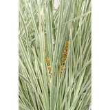 Plante Lomandra longifolia 'White Sands' vert gris