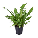 Begonia Nest - Ø117cm - ↕45cm