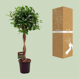 Ficus Mic. Moclame - Ø23cm - ↕110cm