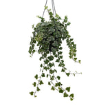 Plante artificielle Hedera Helix blanche Ø19 cm
