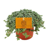 Pilea glauca - plante d'intérieur avec feuilles argentées et bleutées