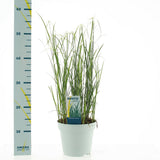 Rhynchospora Colorata - Ø17cm - ↕50cm