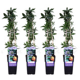 Lot de 4 passiflores ivoire